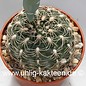 Gymnocalycium calochlorum v. proliferum A 001 (Graines)