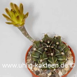 Gymnocalycium mihanovichii v. filadelfiense FR 1181 (Semillas)