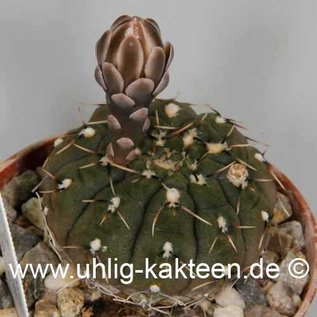 Gymnocalycium obductum   (Seme)