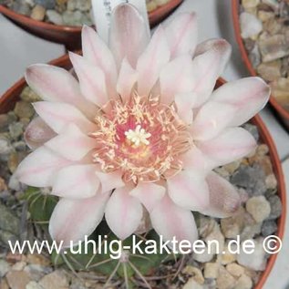 Gymnocalycium ritterianum  P 219 (Graines)