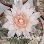 Gymnocalycium ritterianum  P 219 (Seeds)