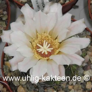 Gymnocalycium ritterianum  P 219 (Graines)