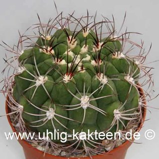 Gymnocalycium saglionis        (Graines)