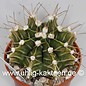 Gymnocalycium stenopleurum  FR 1176 (Seme)