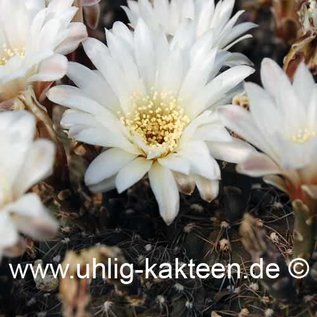 Gymnocalycium taningaense  P 212 (Graines)