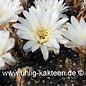 Gymnocalycium taningaense  P 212 (Samen)