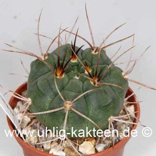 Gymnocalycium tillianum   (Graines)