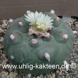 Lophophora diffusa        (Seme)