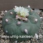 Lophophora diffusa        (Graines)