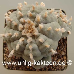 Lophophora williamsii        (Samen)