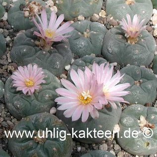 Lophophora williamsii  v. decipiens      (Samen)