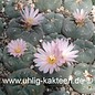 Lophophora williamsii  v. decipiens      (Seeds)