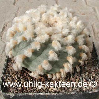 Lophophora  williamsii  v. texana      (Graines)