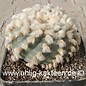 Lophophora  williamsii  v. texana      (Seme)