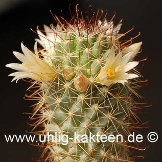 Mammillaria armillata   (Graines)