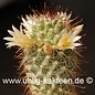 Mammillaria armillata   (Graines)