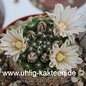 Mammillaria coahuilensis   (Graines)