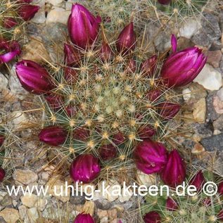 Mammillaria crinita cv. Rubriflora  (Graines)