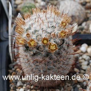 Mammillaria gasseriana        (Samen)