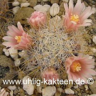 Mammillaria hutchisoniana   (Seme)