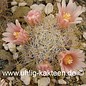 Mammillaria hutchisoniana   (Graines)