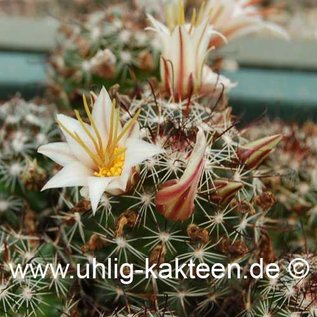 Mammillaria louisae   SE Guerro Negro     (Samen)