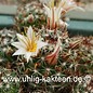 Mammillaria louisae   SE Guerro Negro     (Graines)