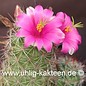 Mammillaria mazatlanensis        (Samen)