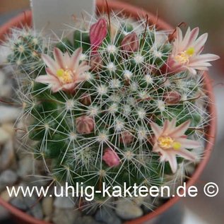 Mammillaria oteroi        (Seeds)