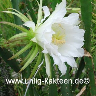 Mediocactus hassleri        (Graines)