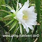 Mediocactus hassleri        (Samen)