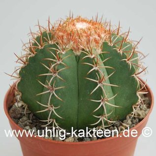 Melocactus matanzanus        (Graines)