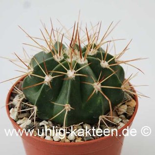 Melocactus spec. HU 350  Morro de Chapen, Bahia, Brasilien, 900 m     (Semillas)