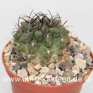 Neoporteria papaso n.i.        (Graines)