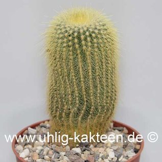 Notocactus leninghausii        (Graines)