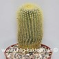 Notocactus leninghausii        (Graines)