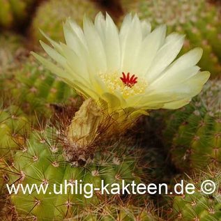 Notocactus muricatus  Gf 121 (Seeds)