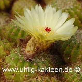 Notocactus muricatus  Gf 121 (Seme)