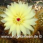 Notocactus sucineus  AH 115 (Seeds)