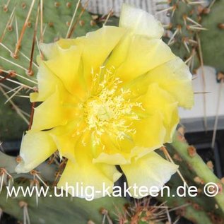 Opuntia engelmannii  (dw) (Seeds)