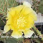 Opuntia engelmannii  (dw) (Graines)