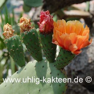 Opuntia ficus-indica   (Graines)