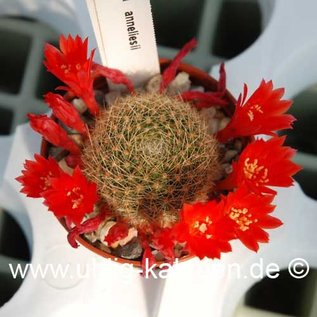 Rebutia anneliesii        (Samen)