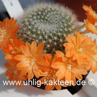 Rebutia edeltraudiae RW 066  Tucumán, Sierra Medina, Argentinien     (Samen)