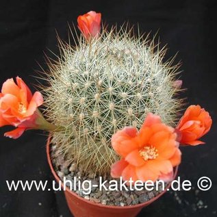 Rebutia kupperiana FR 762       (Samen)