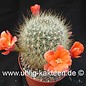 Rebutia kupperiana FR 762       (Seeds)