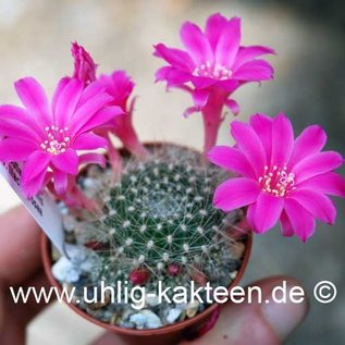 Rebutia senilis  v. lilacino-rosea      (Graines)