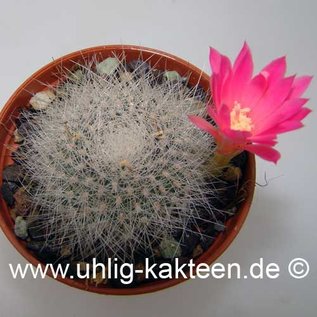 Rebutia senilis DH 398 v. lilacino-rosea Medina, Argentinien     (Seme)