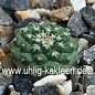 Strombocactus pulcherrimus   Xicho   CITES not outside EU  (Seeds)