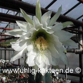 Trichocereus pachanoi        (Semillas)